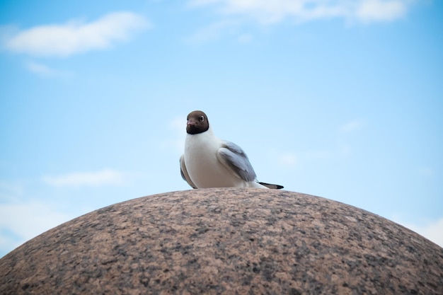 Gaivota na pedra redonda do granito contra o céu azul