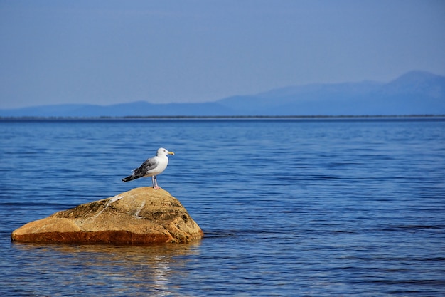 Gaivota na pedra