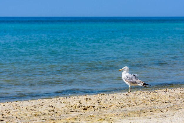 Gaivota na praia de areia à beira-mar