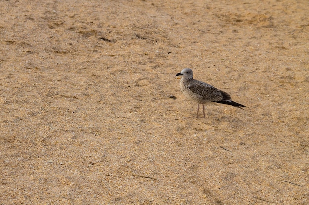 Gaivota na praia de areia