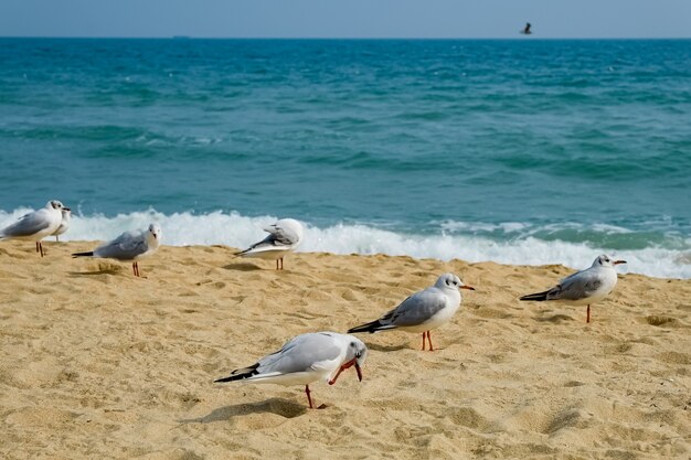 Gaivota na praia em Busan, Coreia do Sul