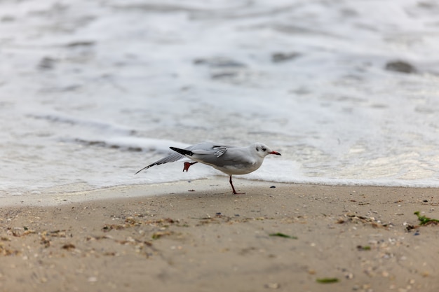 Gaivota na praia em voo