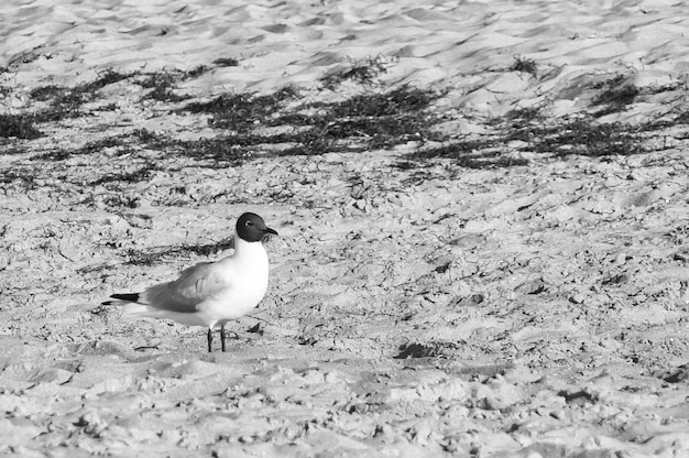 Gaivota na praia fotografada em preto e branco Pássaro caminhando pela areia