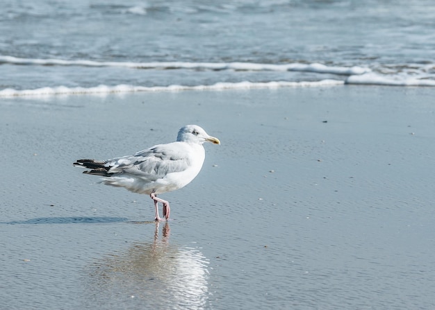 Foto gaivota na praia