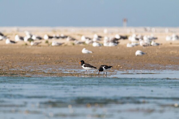 Gaivota na praia