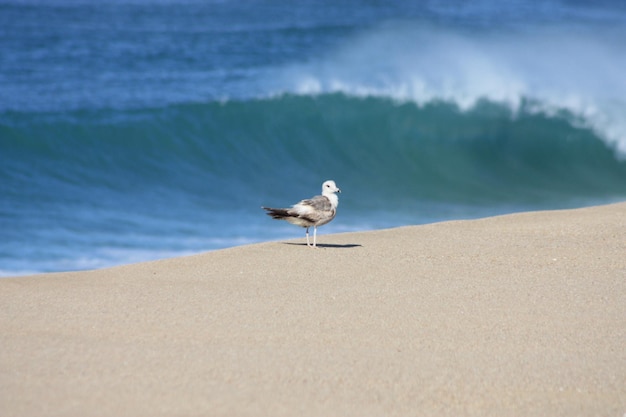 Foto gaivota na praia