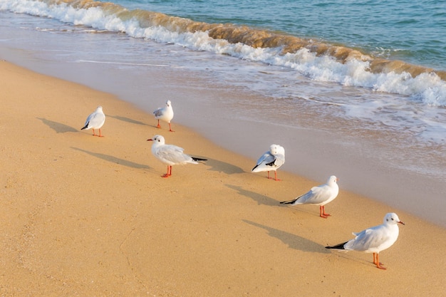 gaivota na praia