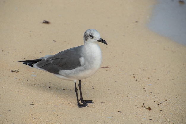 Gaivota na praia