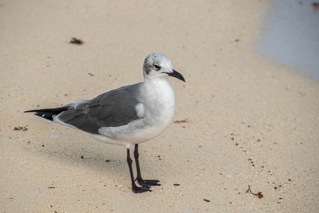 Gaivota na praia