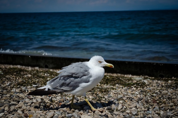 gaivota na praia