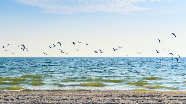 Gaivota na praiaGaivotas voam na praia do mar