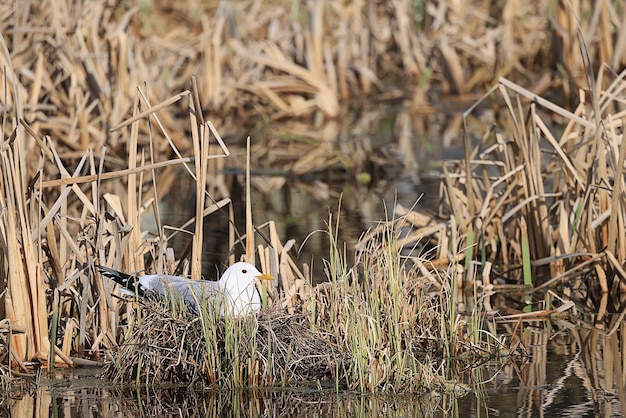 gaivota na primavera no ninho de pássaro aquático