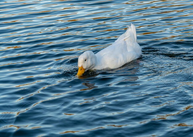 Foto gaivota nadando no lago