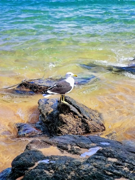 Gaivota nas rochas da praia