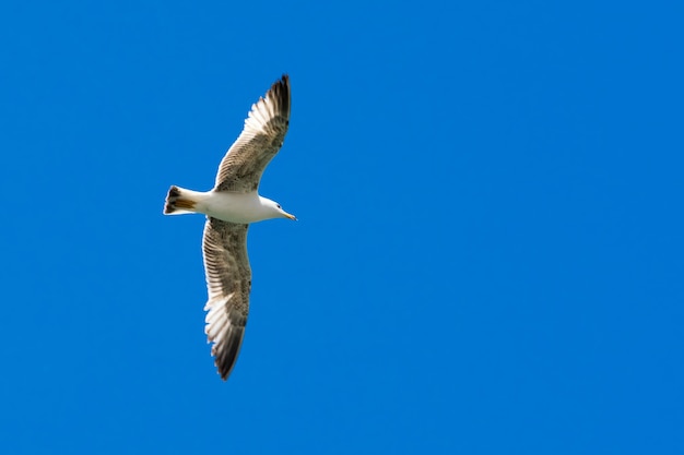 Gaivota no céu ao pôr do sol ou nascer do sol