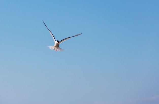 Gaivota no céu azul