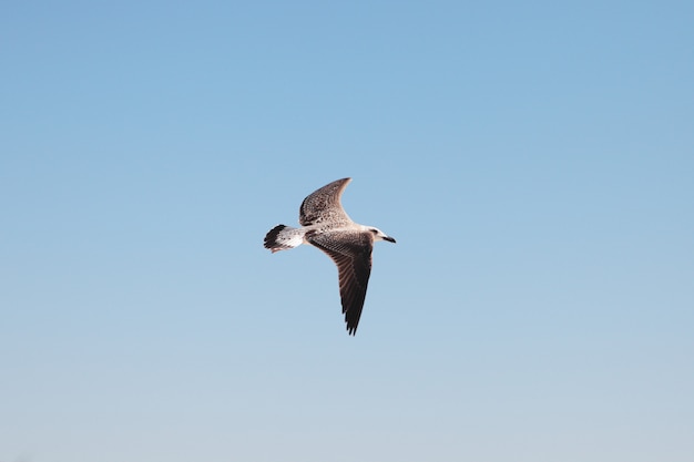 Gaivota no céu. pássaro em voo.