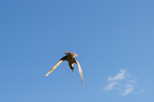 Gaivota no céu sem nuvens