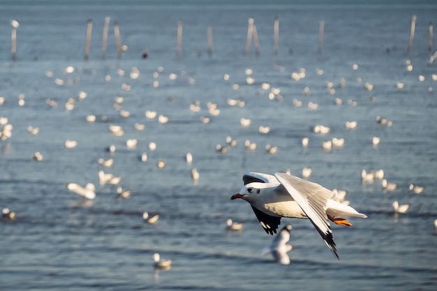 Gaivota no céu