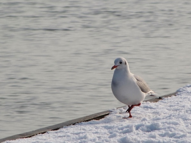 Foto gaivota no chão de neve gelada em um dia ensolarado de inverno ao lado do rio como fundo