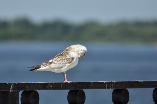 gaivota no dique do Volga