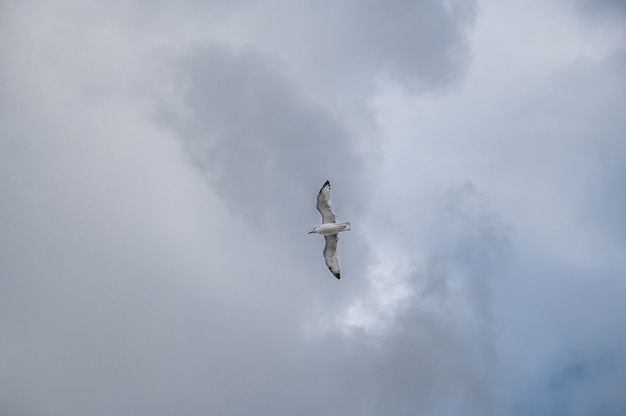 Gaivota no fundo de um lindo céu azul à noite com nuvens Gaivota em voo contra