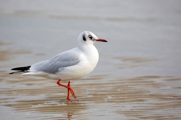 Gaivota no mar