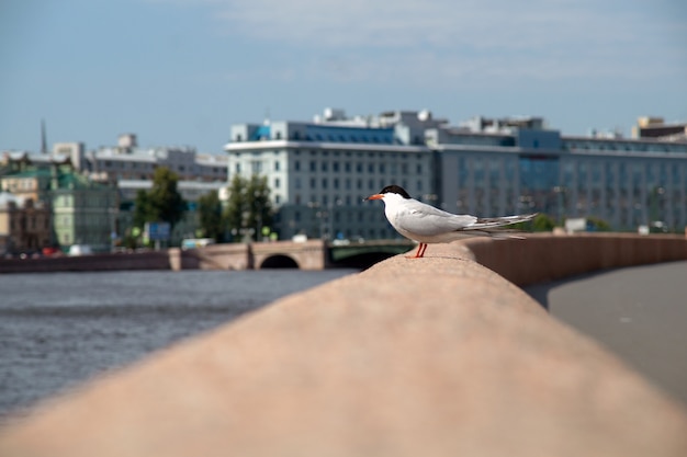 Gaivota no parapeito do aterro da cidade em um dia ensolarado de verão