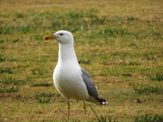 Foto gaivota num campo