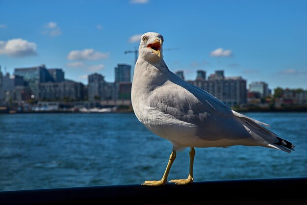 Gaivota olhando. vista do rio e da cidade