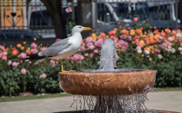 Gaivota pela fonte em um jardim de rosas