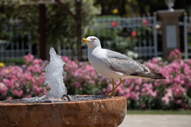 Gaivota pela fonte em um jardim de rosas