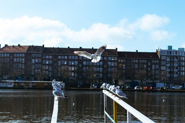 Foto gaivota pousando em um poste de luz portuária rotterdam