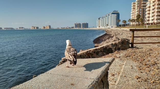 Gaivota que anda na frente do mar e com edifícios no fundo