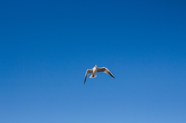 Gaivota sobe no céu acima do mar