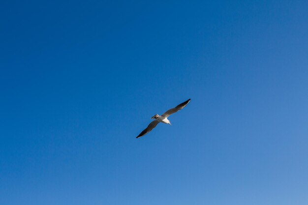 Gaivota sobe no céu acima do mar