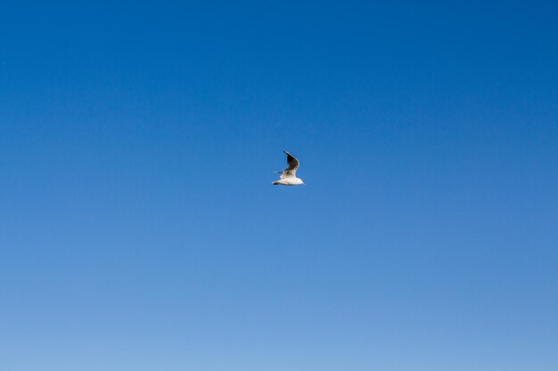 Gaivota sobe no céu acima do mar