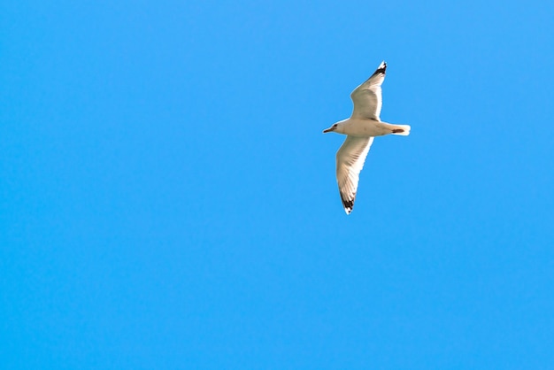 Gaivota solitária voando no céu azul