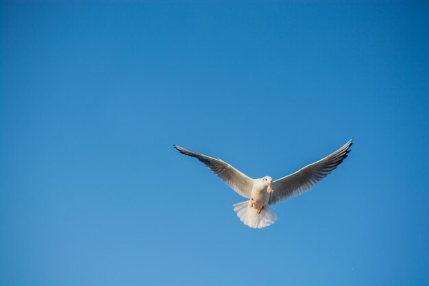 Foto gaivota única ave marinha voando no céu com o céu como pano de fundo