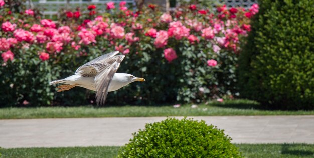 Foto gaivota única no parque