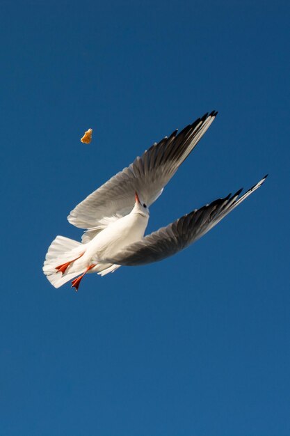 Foto gaivota única voando em um céu azul como pano de fundo