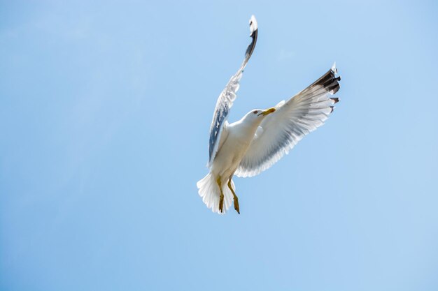 Gaivota única voando em um céu