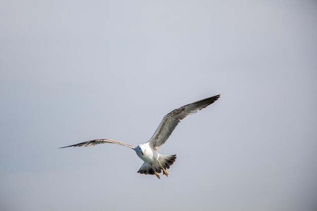 Gaivota única voando no céu azul