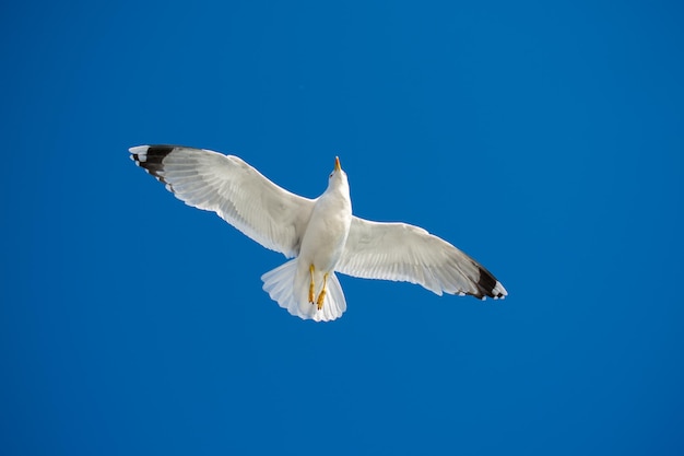 Gaivota única voando no céu azul