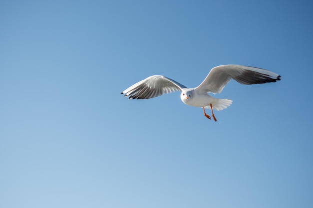 Gaivota única voando no céu azul