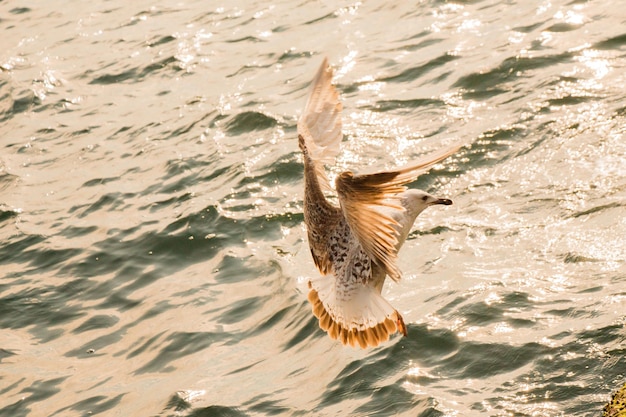 Gaivota única voando sobre o mar