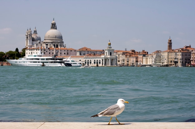 Gaivota, Veneza