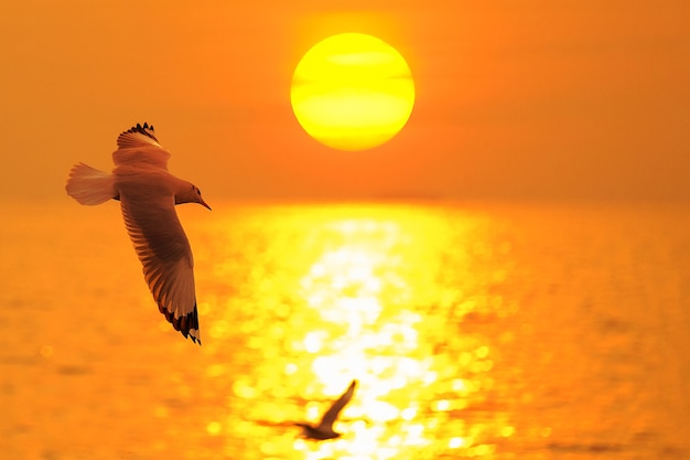 Gaivota voa sobre o pôr do sol