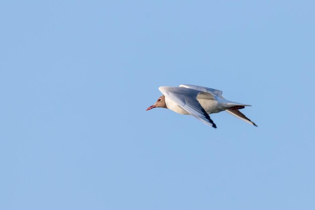 Gaivota voadora, gaivota-de-cabeça-negra (Larus ridibundus)