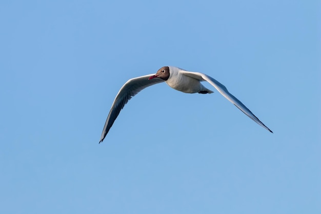 Gaivota voadora, gaivota-de-cabeça-negra (Larus ridibundus)